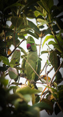 Rose-Ringed Parakeet Perched on a Guava Tree,Green Parrot Eating Guava in Natural Habitat,Close-Up...
