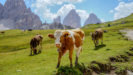 cows in the mountains