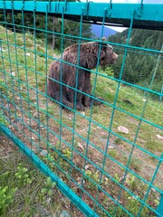 Brown Bear Sitting in Enclosure at Mountain Wildlife Sanctuary