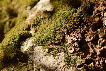 green moss growing on the tree bark