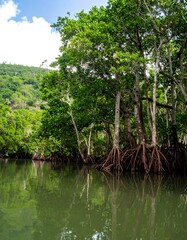 Lush mangrove forest reflecting in calm water
