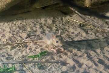 Lesser Egyptian jerboa
