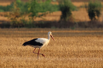 campagna