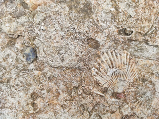 texture sandstone shell. historical fossils. Texture historical. texture archaeological. ancient texture © Andrii