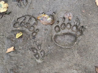 Photo of a bear track. Track on the ground. Bear paw track. Animal paw tracks