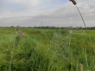 Dawn and fog. Morning landscape. early dew. Wildlife. Ukrainian nature. Photo of a romantic meadow....