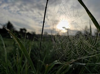 Dawn and fog. Morning landscape. early dew. Wildlife. Ukrainian nature. Photo of a romantic meadow....