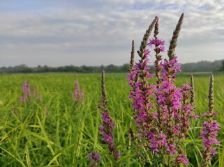 Dawn and fog. Morning landscape. early dew. Wildlife. Ukrainian nature. Photo of a romantic meadow....