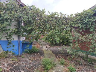 Old abandoned house. Ukrainian house in the village. House overgrown with grapes. Ghost town....