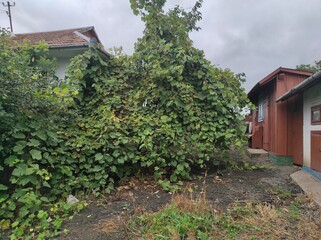 Old abandoned house. Ukrainian house in the village. House overgrown with grapes. Ghost town....