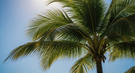 Lush palm fronds against a clear blue sky