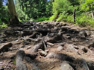 Root system in the forest. Root system in the mountains. Alpine grows green. Ukrainian landscapes....