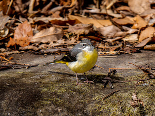 地面を歩くキセキレイ