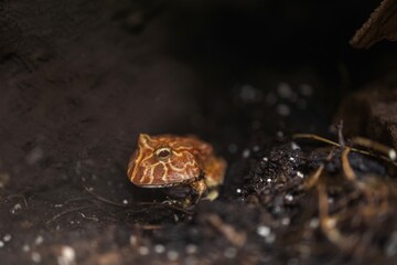 Cranwell's horned frog