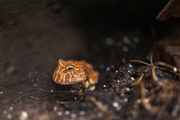 Cranwell's horned frog