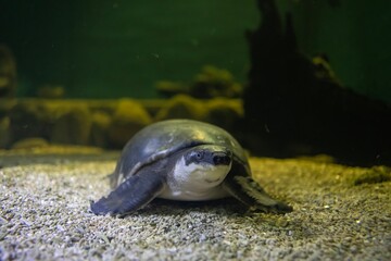 Pig-nosed turtle