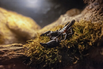 Heterometrus laoticus