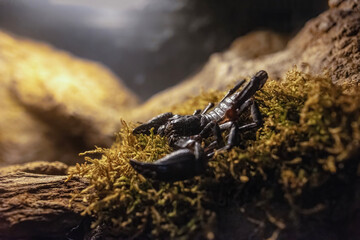 Heterometrus laoticus