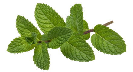 Isolated Mint Sprig