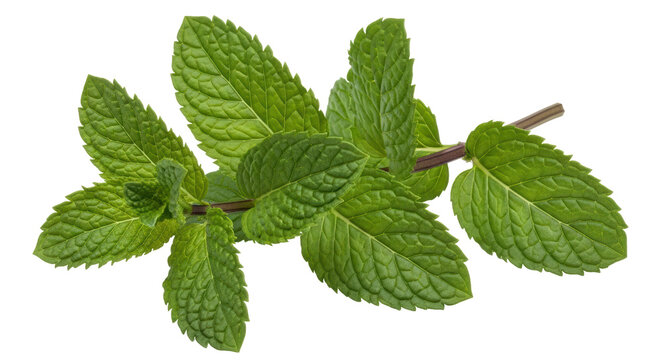 Isolated Mint Sprig