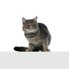 Calm gray tabby cat sitting with gentle expression on white background. Concept of pet composure, relaxation, feline personality, animal portrait for domestic cat lifestyle and adoption visuals.