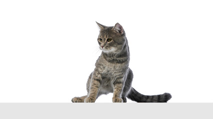 Fototapeta premium Gray tabby cat sitting sideways with attentive look on white background. Concept of pet branding, calm animal mood, veterinary posters, and minimalist product ads.