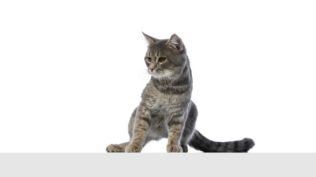 Gray tabby cat sitting sideways with attentive look on white background. Concept of pet branding, calm animal mood, veterinary posters, and minimalist product ads.