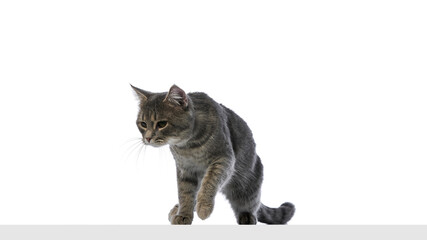 Focused gray tabby cat walking forward on white background. Concept of pet movement, exploration,...