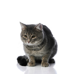 Grey tabby cat crouching with concentrated look on glossy white surface. Concept of pet attention,...