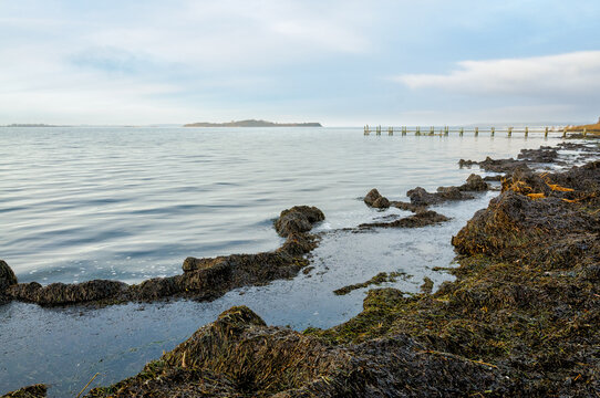 View of a rocky shoreline covered in seaweed, featuring a wooden jetty extending into the calm waters during early morning hours.