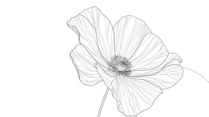 Fototapeta premium Elegant Outlined Poppy Flower Artwork Botanical Design Illustration