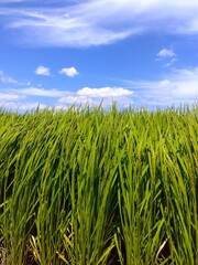 稲穂を付け始めた夏の田んぼ風景