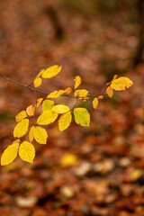 Close-up of golden autumn leaves on a branch with a soft focus background of fallen foliage. High...