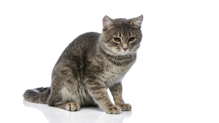 Gray tabby cat sitting calmly on white background. Concept of pet relaxation, domestic animal...
