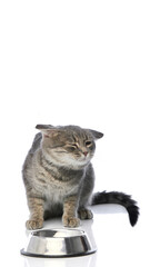 Gray tabby cat squinting beside metal food bowl on white background. Concept of animal instinct,...