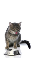 Hungry domestic tabby cat licking lips in front of shiny metal food bowl isolated on white...