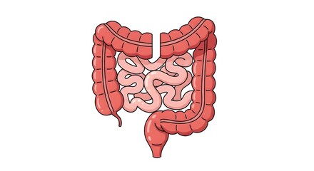 Detailed Illustration of Human Digestive System - Intestines and Colon.