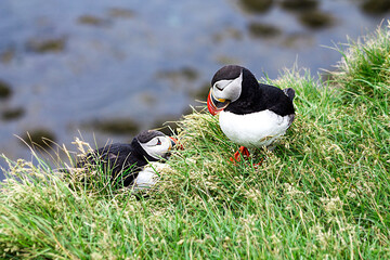 Atlantic puffins on the grass