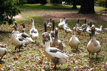 A flock of geese on a grassy field in autumn