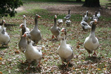 A group of geese walking towards the camera in a park
