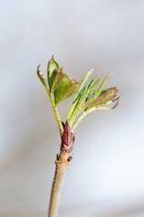 Plant bud with new leaves