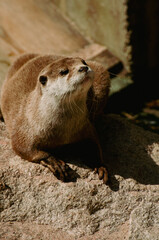 Otter on rock