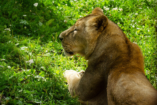 Lioness resting in grass