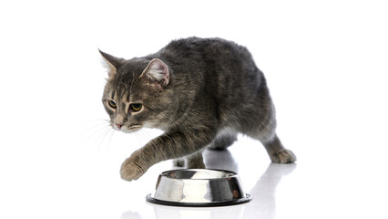 Curious domestic tabby cat walking past shiny metal food bowl isolated on white background. Concept...