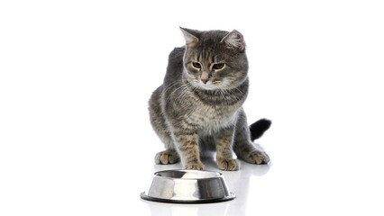Domestic tabby cat sitting and placing paw on shiny metal food bowl isolated on white background....