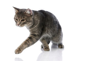 Focused domestic tabby cat walking forward with paw raised isolated on white background. Concept of...