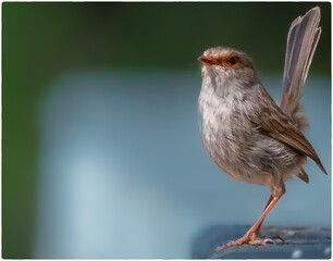 Fairy Wren