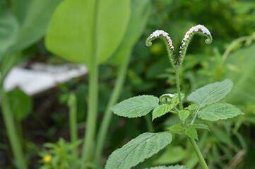 Tropical wild herb Heliotropium indicum with tail like floral spikes, perfect for herbal, botanical, and nature themed visuals.
