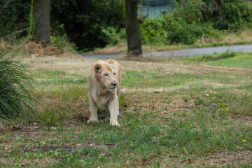 Lion