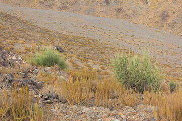 Dry mountain slope with desert shrubs in Yazd, Iran, showcasing arid landscape vegetation and rocky...